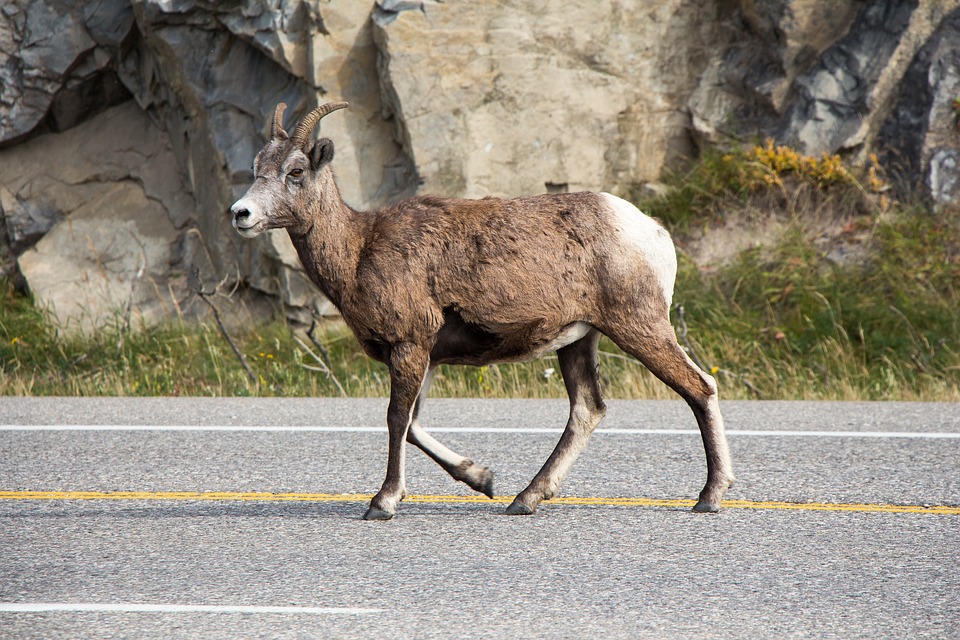 things to do in jasper national park