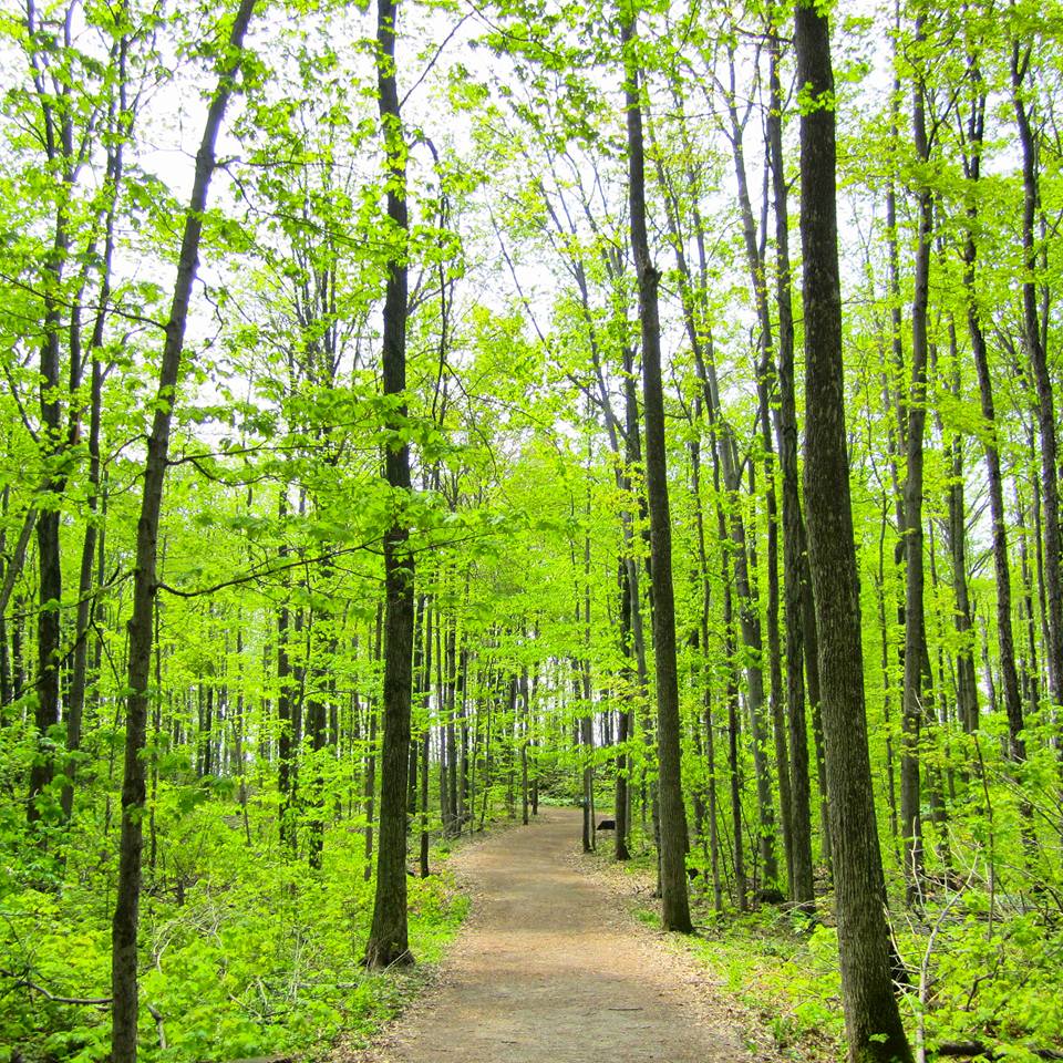 Hiking The Bruce Trail: Limehouse, Devil's Pulpit and Rattlesnake Point