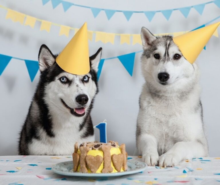 starting a dog treat business from home