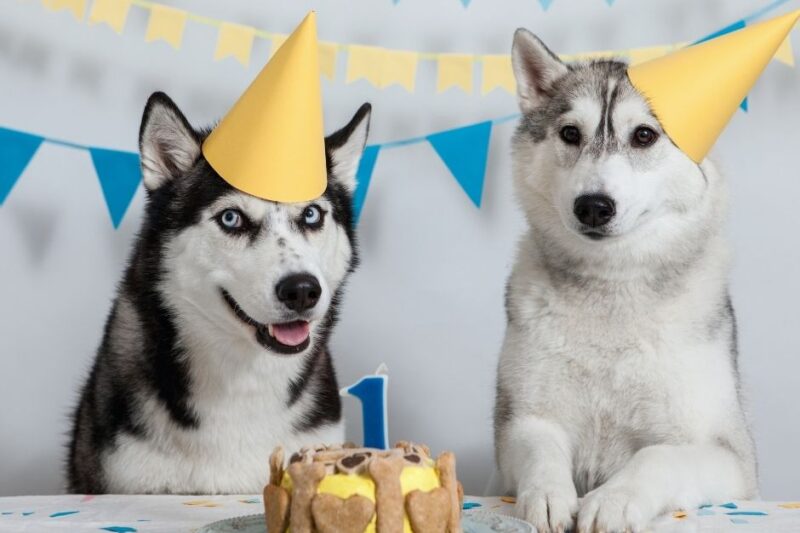 how to start a dog bakery business at home