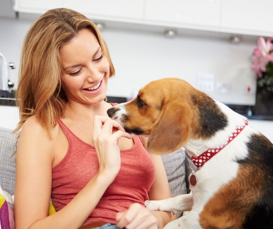 comment démarrer une entreprise de boulangerie pour chiens à la maison