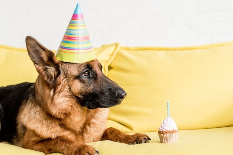how to make money working with dogs