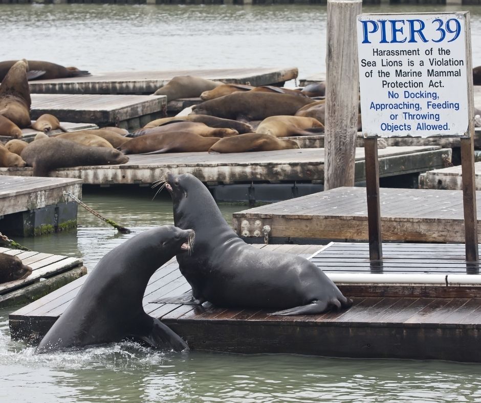 san francisco tips - sea lions at fisherman's wharf